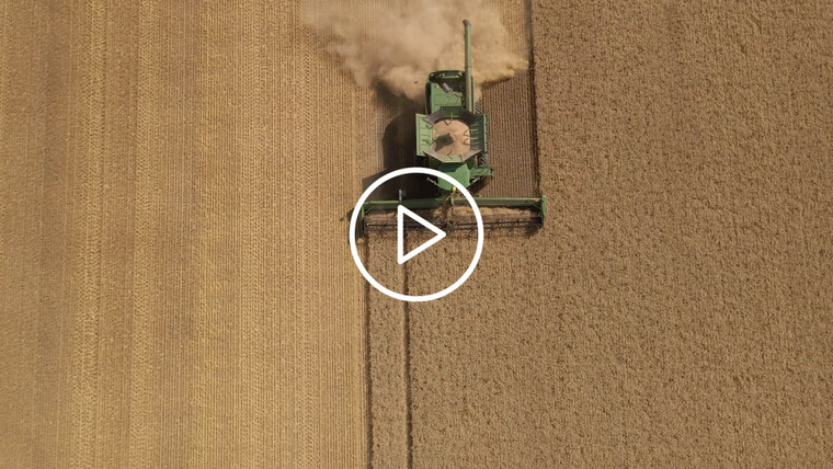 Harvesting Wheat Drone 6554