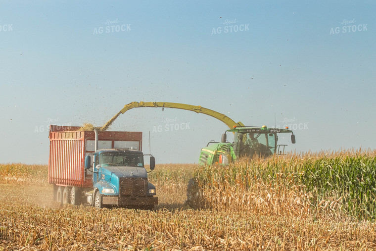 Silage Harvest 72099