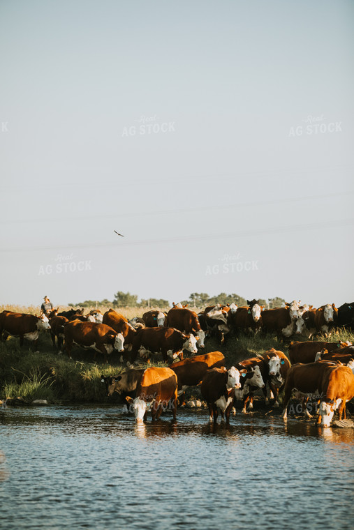Hereford Cattle in Creek 6389