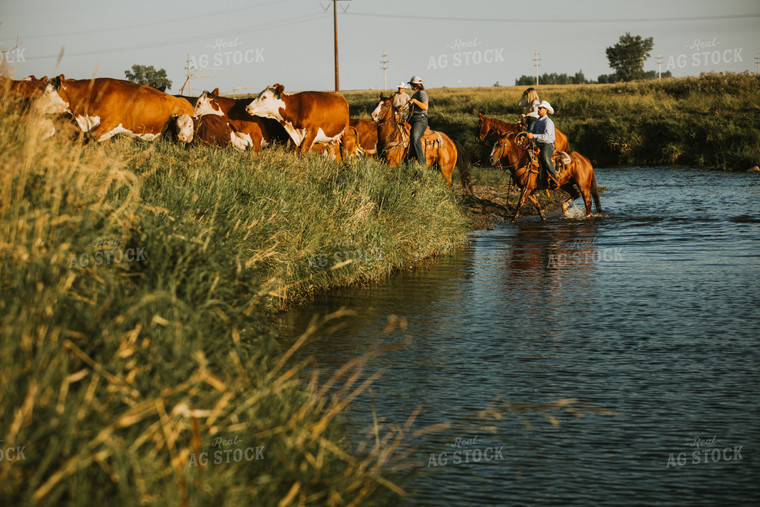 Ranchers and Cattle in Pasture 6391