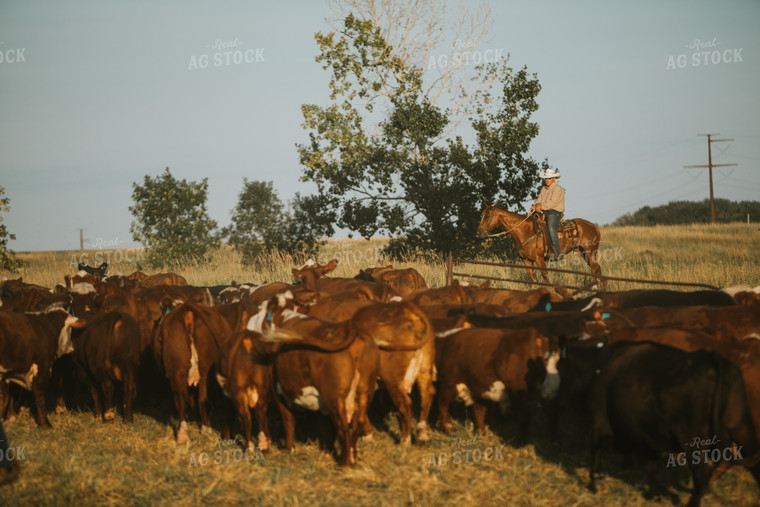 Rancher and Cattle in Pasture 6397