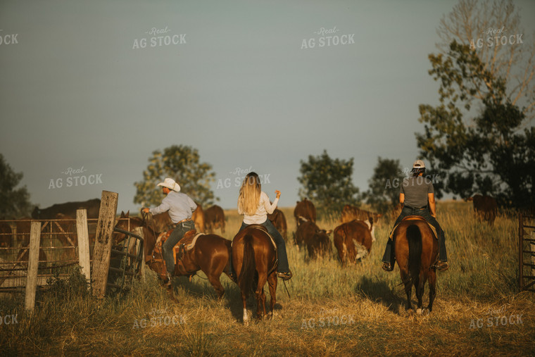 Rancher and Cattle in Pasture 6398