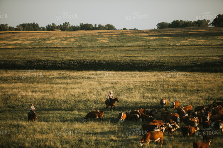 Ranchers and Cattle in Pasture 6408