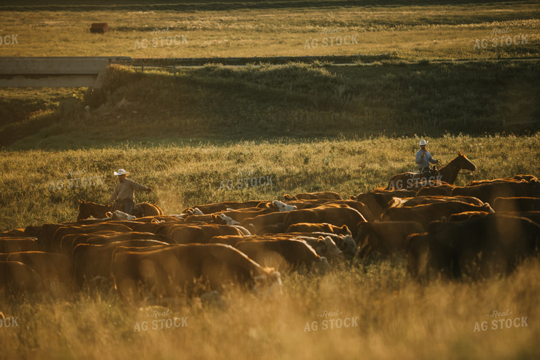 Rancher and Cattle in Pasture 6410