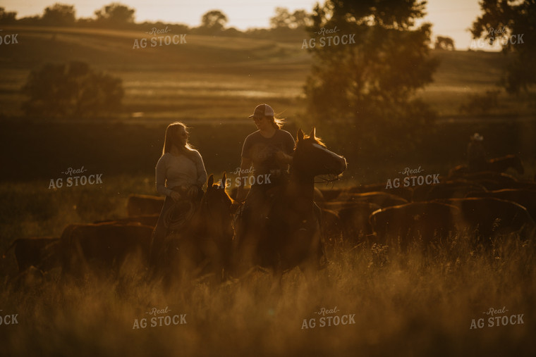 Ranchers and Cattle in Pasture 6413