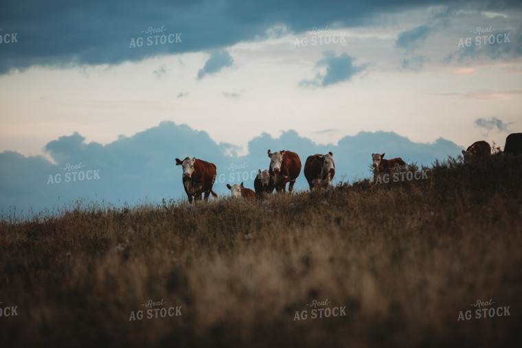 Hereford Cattle in Pasture 6451