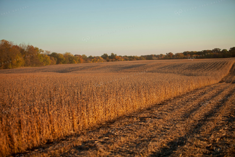 Soybeans - Dry 1567