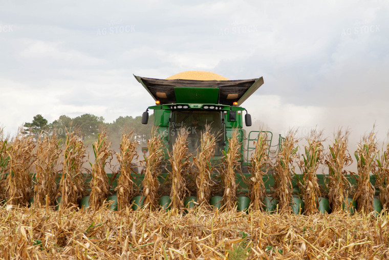 Corn Harvest 79127