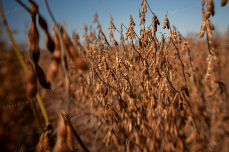 Soybeans - Dry 1568