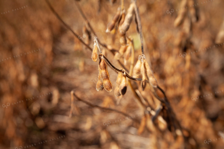 Soybeans - Dry 1569