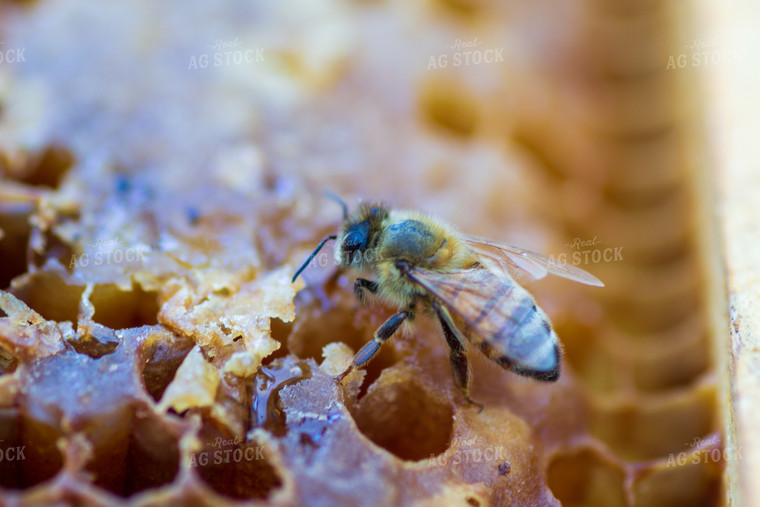 Honeybee on Honeycomb 105010