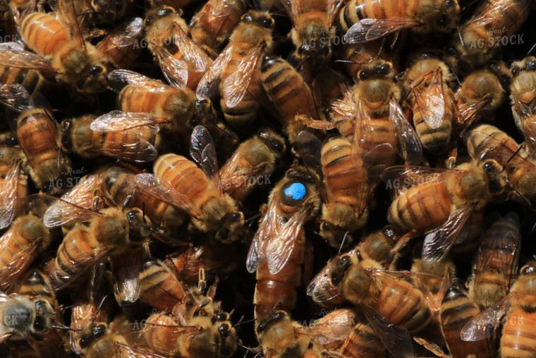 Pile of Honeybees 105014