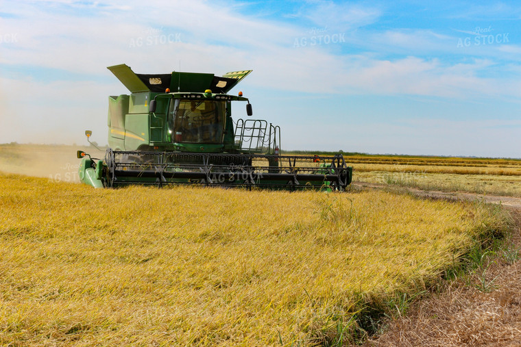 Harvesting Rice 105037