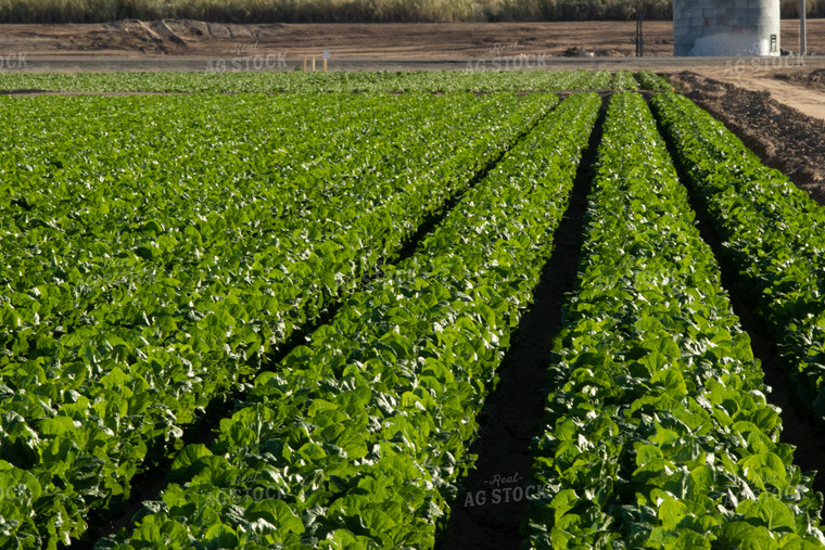 Field of Lettuce 105054