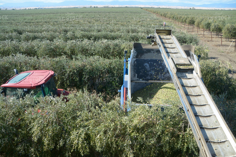 Olive Picking 105058