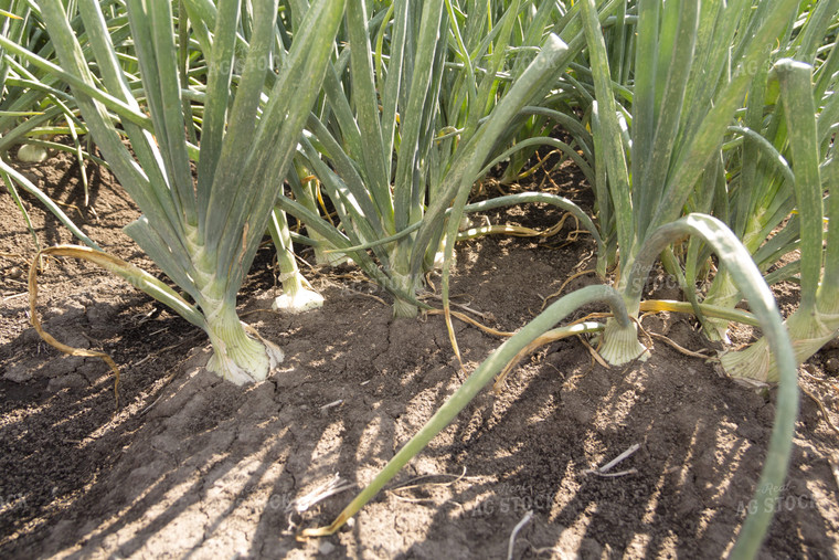 Onion Plant 105062