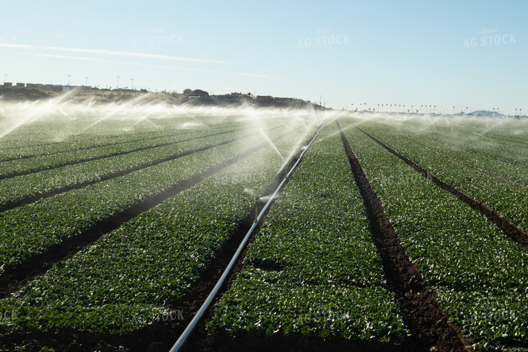 Irrigated Spinach Field 105074