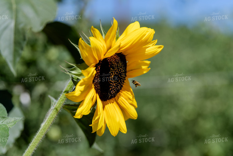 Head of a Sunflower 107016