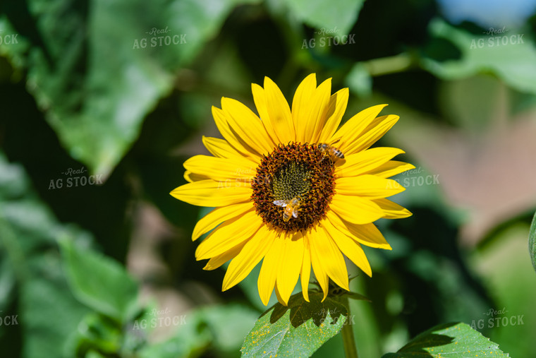 Head of a Sunflower 107018