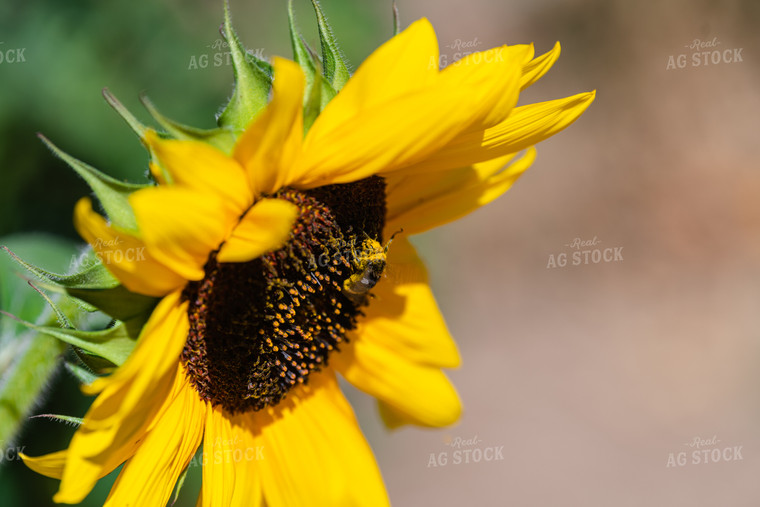 Head of a Sunflower 107020