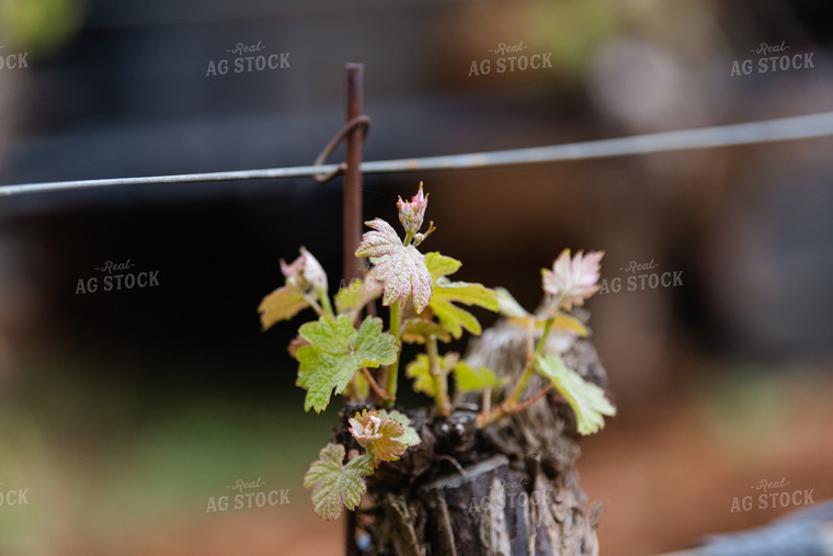 Vineyard Grape Bud Break 107036