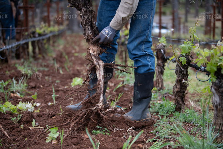 Uprooting Plant in Vineyard 107046