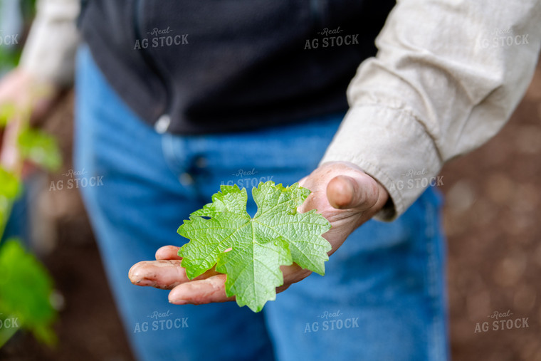 Farmer Holding Grape Leaf 107053