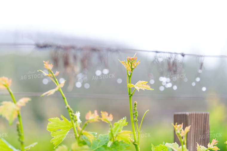 Vineyard Grape Production 107061