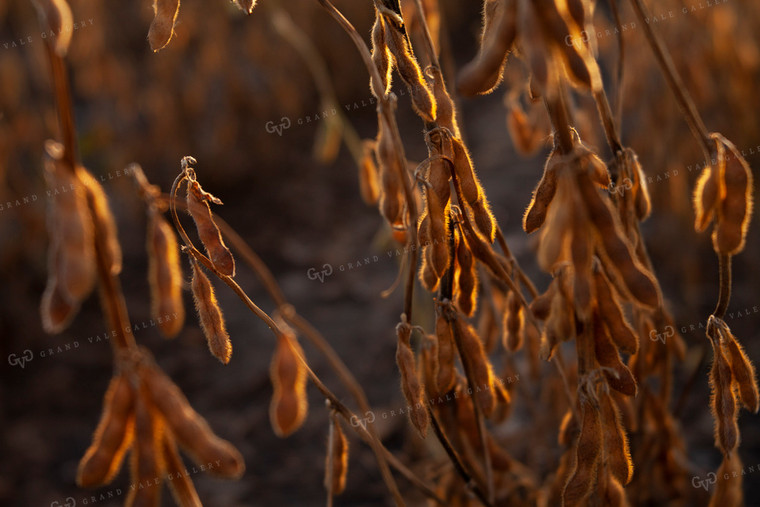 Soybeans - Dry 1587