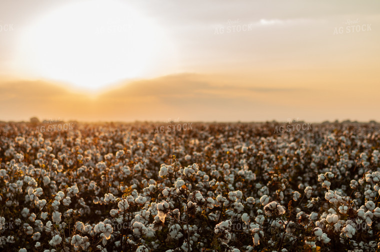 Field of Cotton 59060