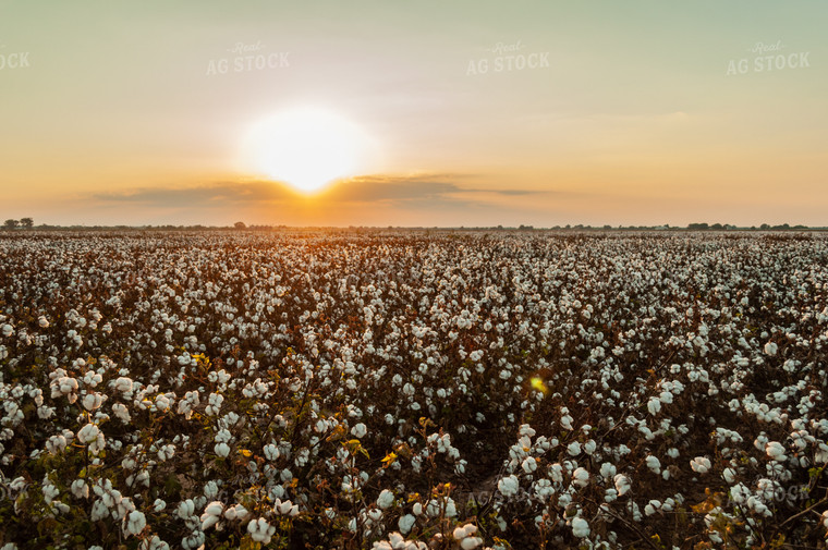Field of Cotton 59064