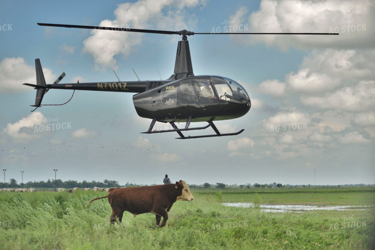 Helicopter Landing in Pasture 110018