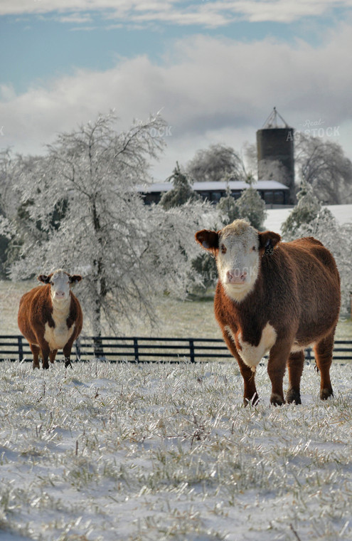 Herefords in Snowy Pasture 110023