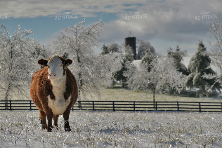 Hereford Cow in Snowy Pasture 110024