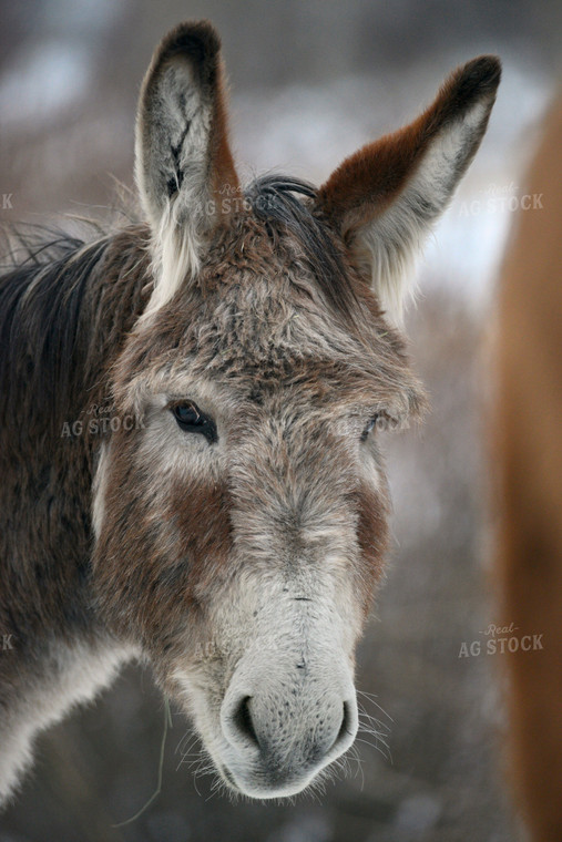 Face of a Donkey 110025