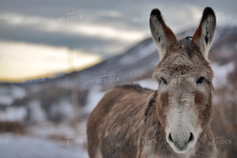 Donkey 110026