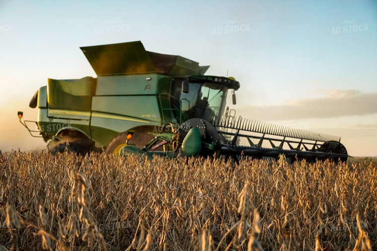 Soybean Harvest 65035