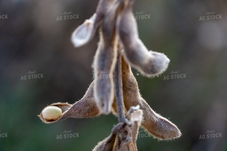 Soybean Pods 65037