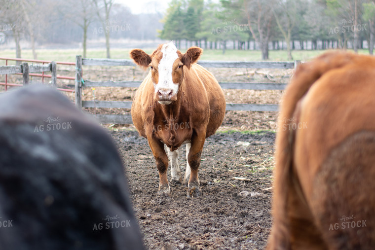 Simmental Red Baldy Cow 50309