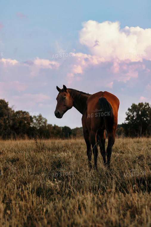 Horse in Pasture 108003