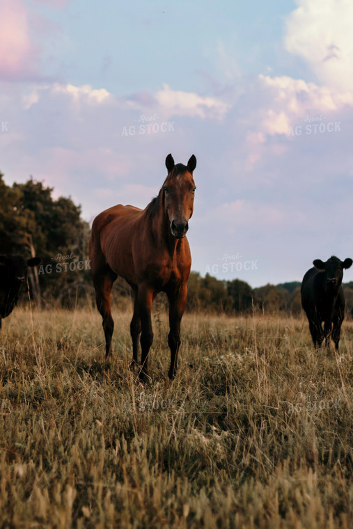 Horse and Calf in Pasture 108004