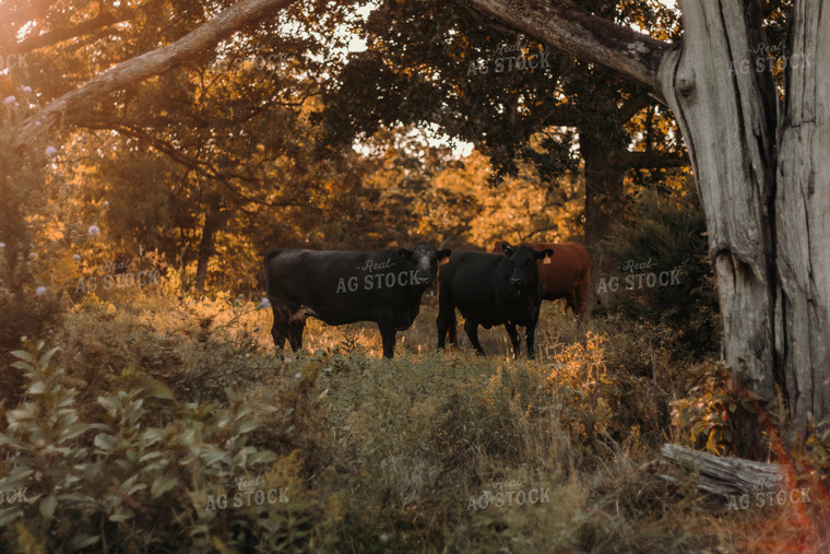 Angus Cattle in Pasture 108009