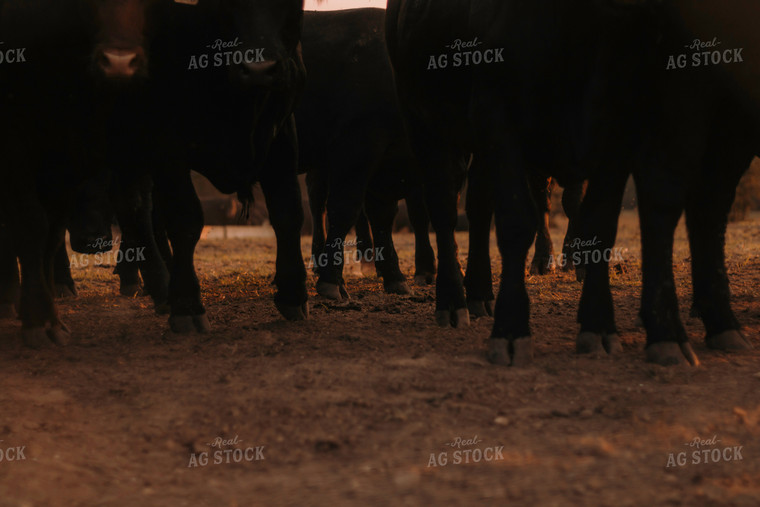 Cattle Hooves  108017
