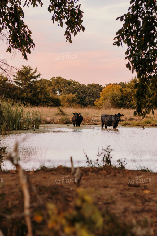 Cattle in Creek 108026