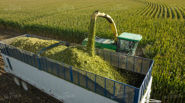 Silage Harvest 56536