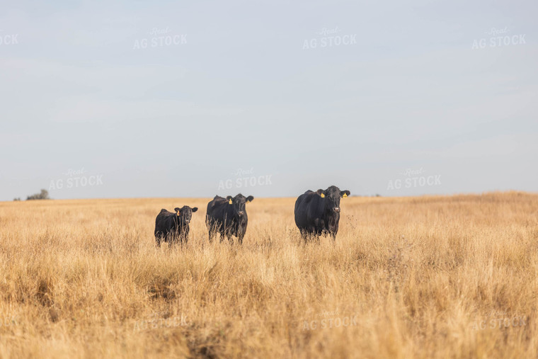 Angus Cattle in Pasture 72114