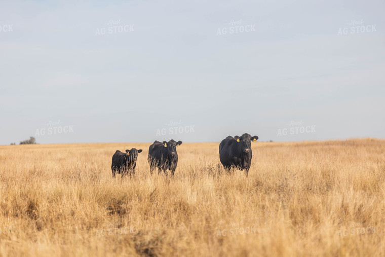 Angus Cattle in Pasture 72115