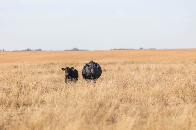 Angus Cattle in Pasture 72118