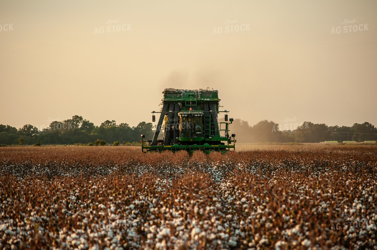 Cotton Harvest 59072