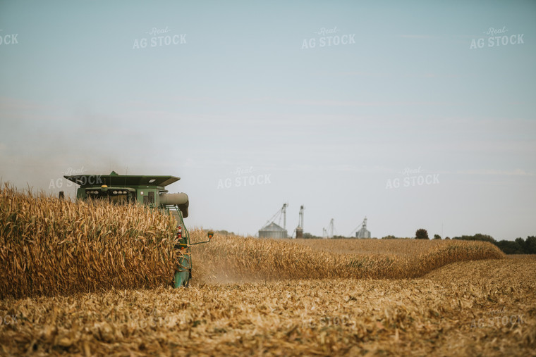 Corn Harvest 6555